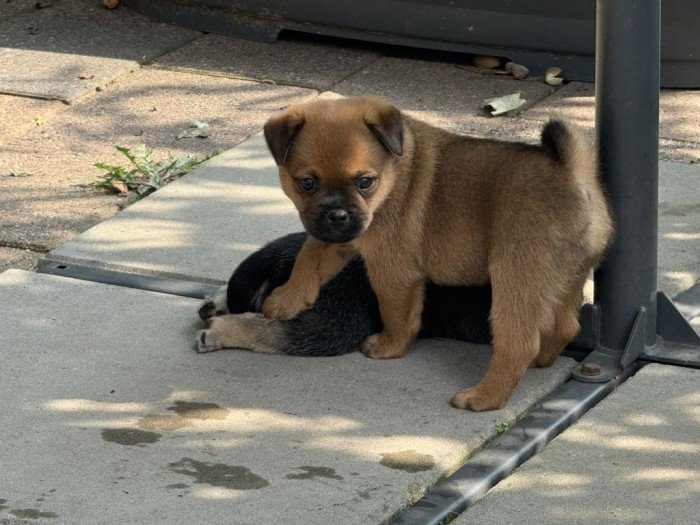 retromops pug mopshond retromopshond puppy